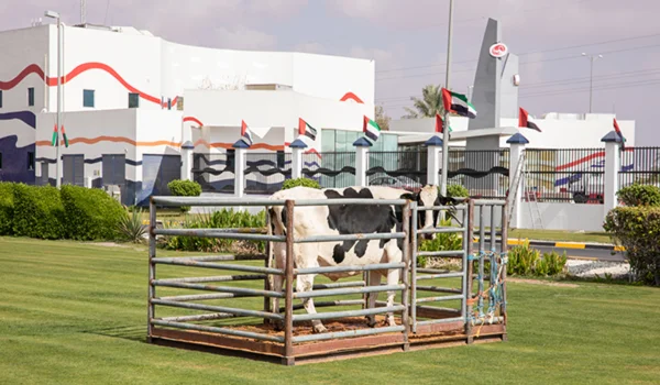 Al Ain Dairy Farm Job Vacancies – Salary, Eligibility, Documents, How to Apply & Types of Jobs